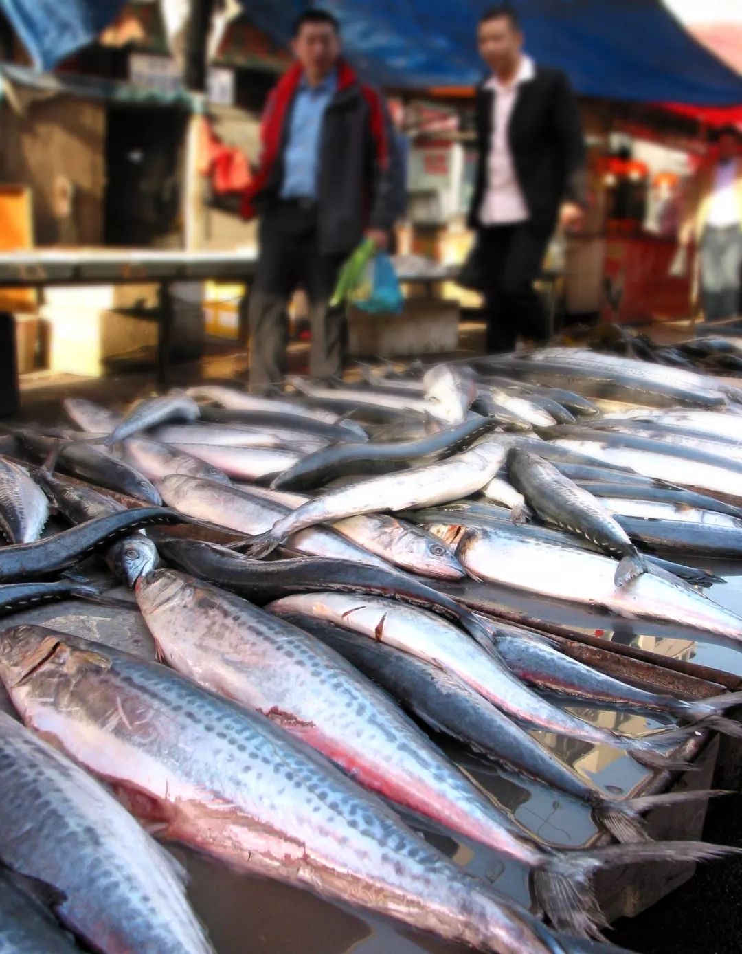 青島女婿注意啦!春鲅魚即將上市,最全的采買攻略來啦!